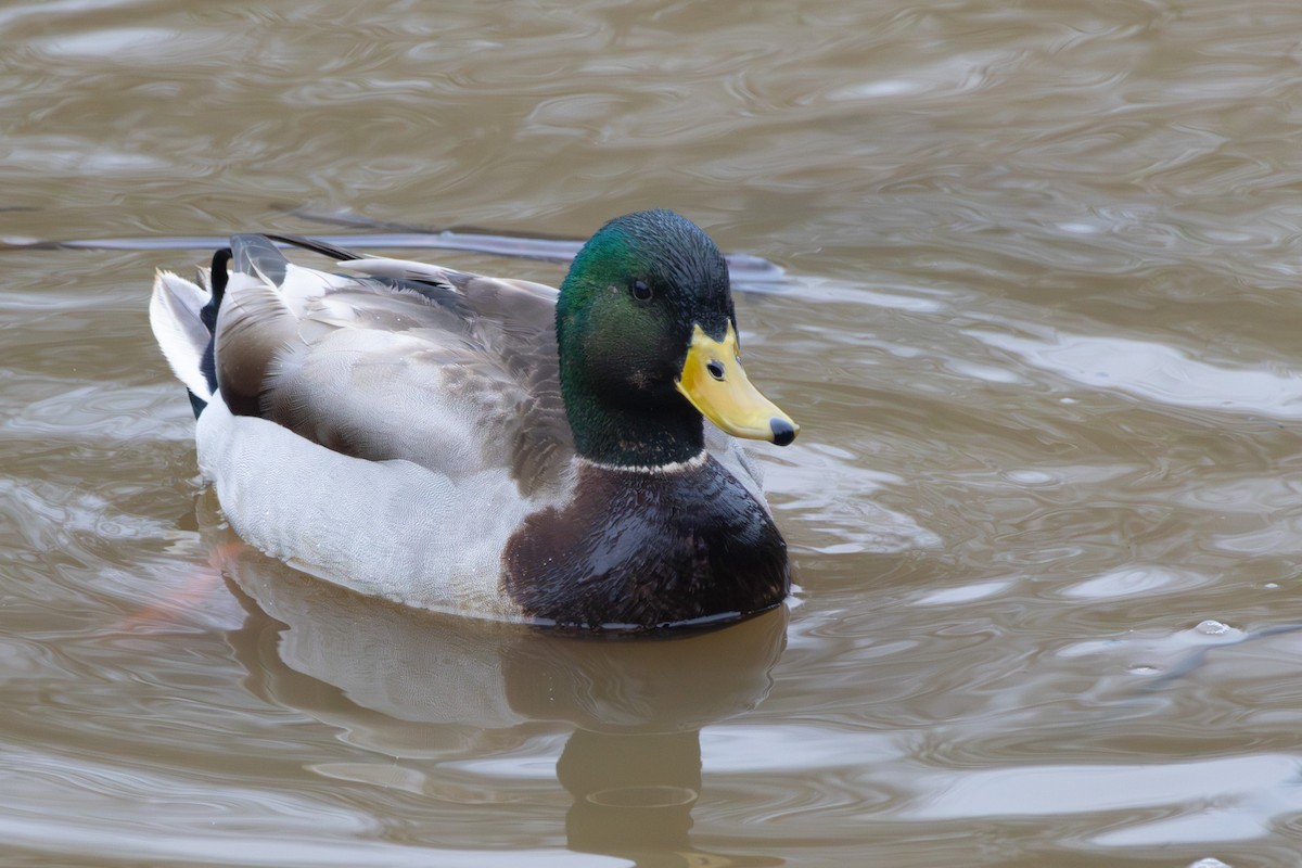 Mallard - ML646574818