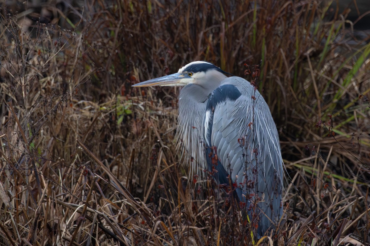 Great Blue Heron - ML646574819