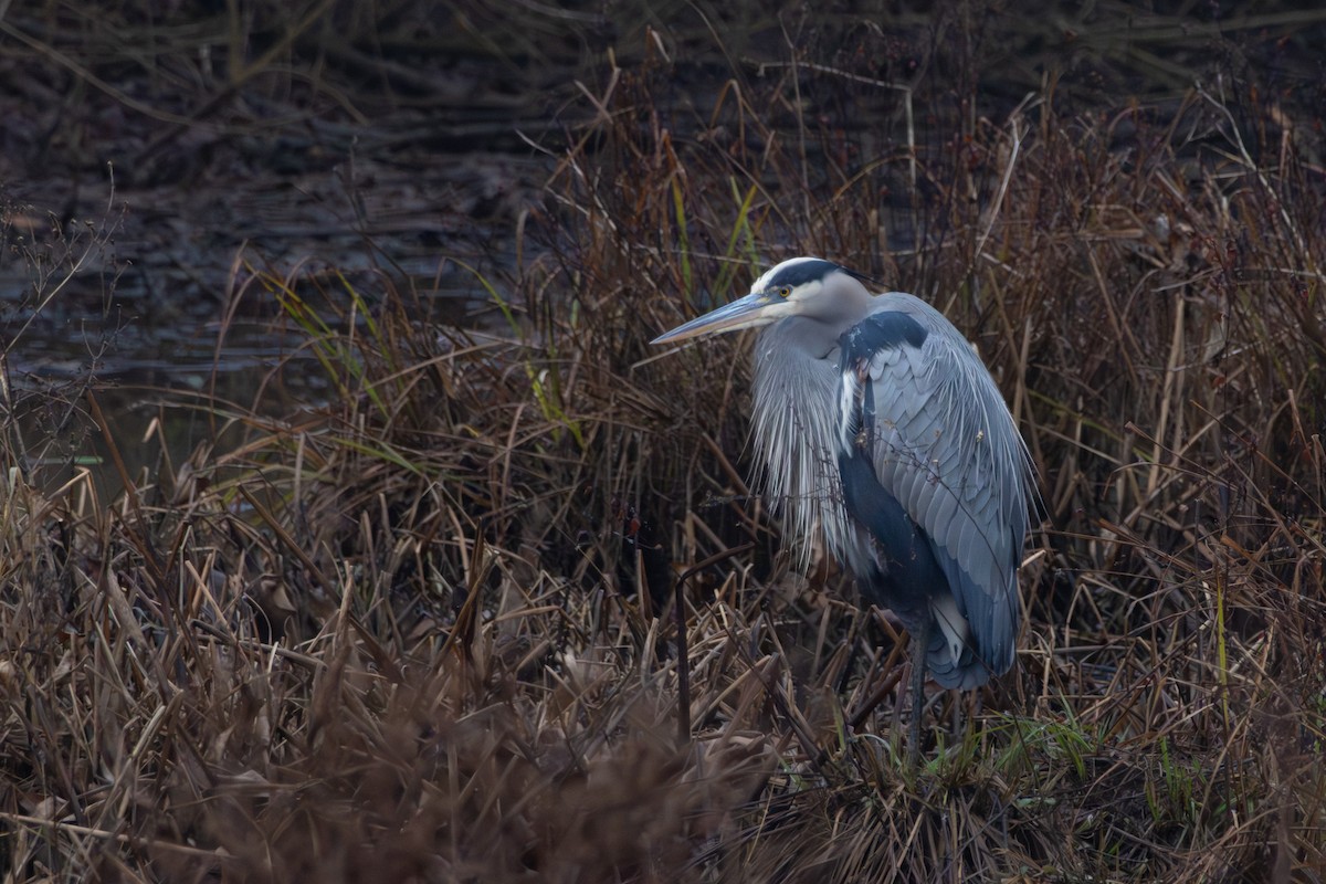 Great Blue Heron - ML646574820