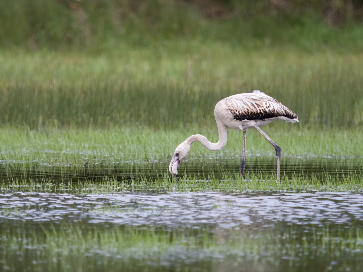 Greater Flamingo - ML646574821