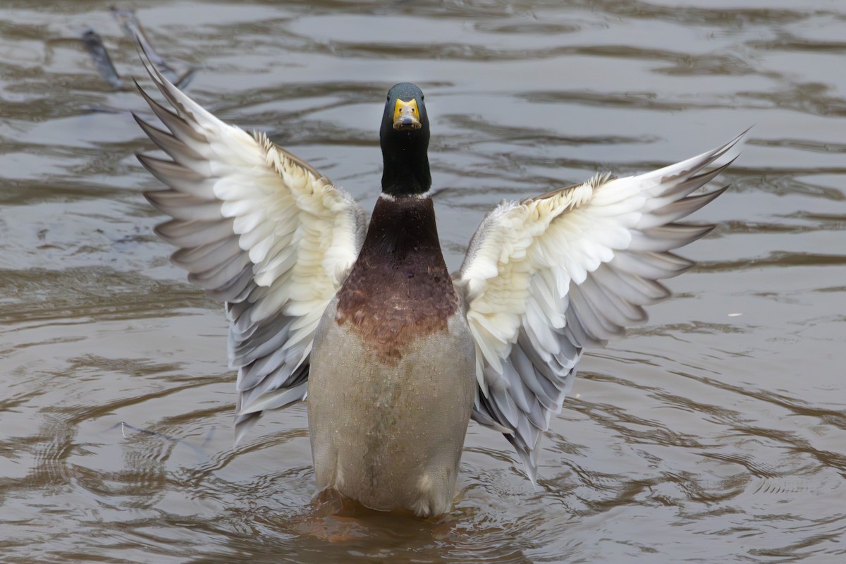 Mallard - ML646574822