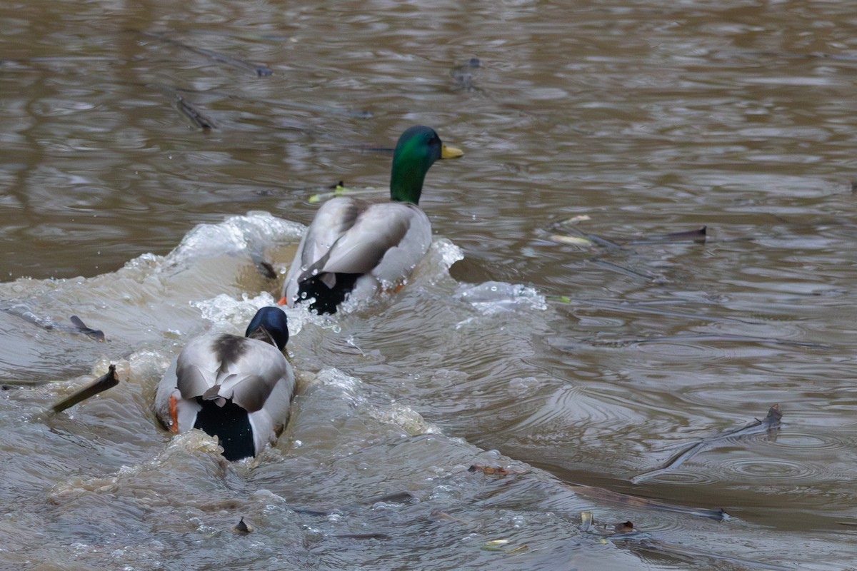 Mallard - ML646574823