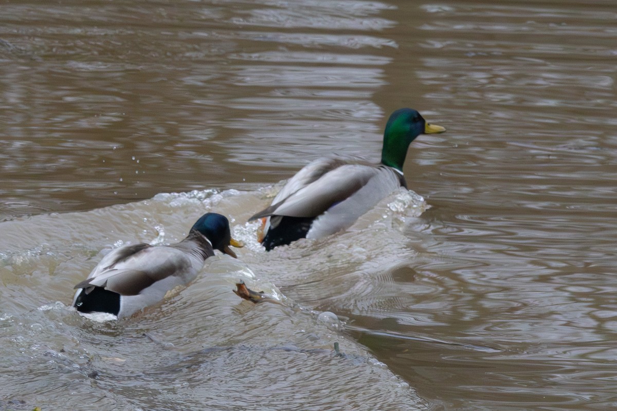 綠頭鴨 - ML646574825