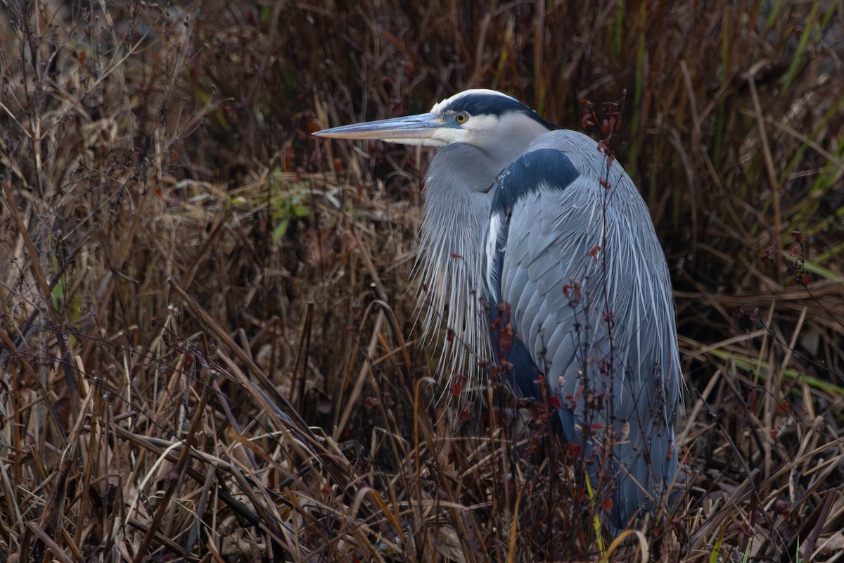 Great Blue Heron - ML646574826