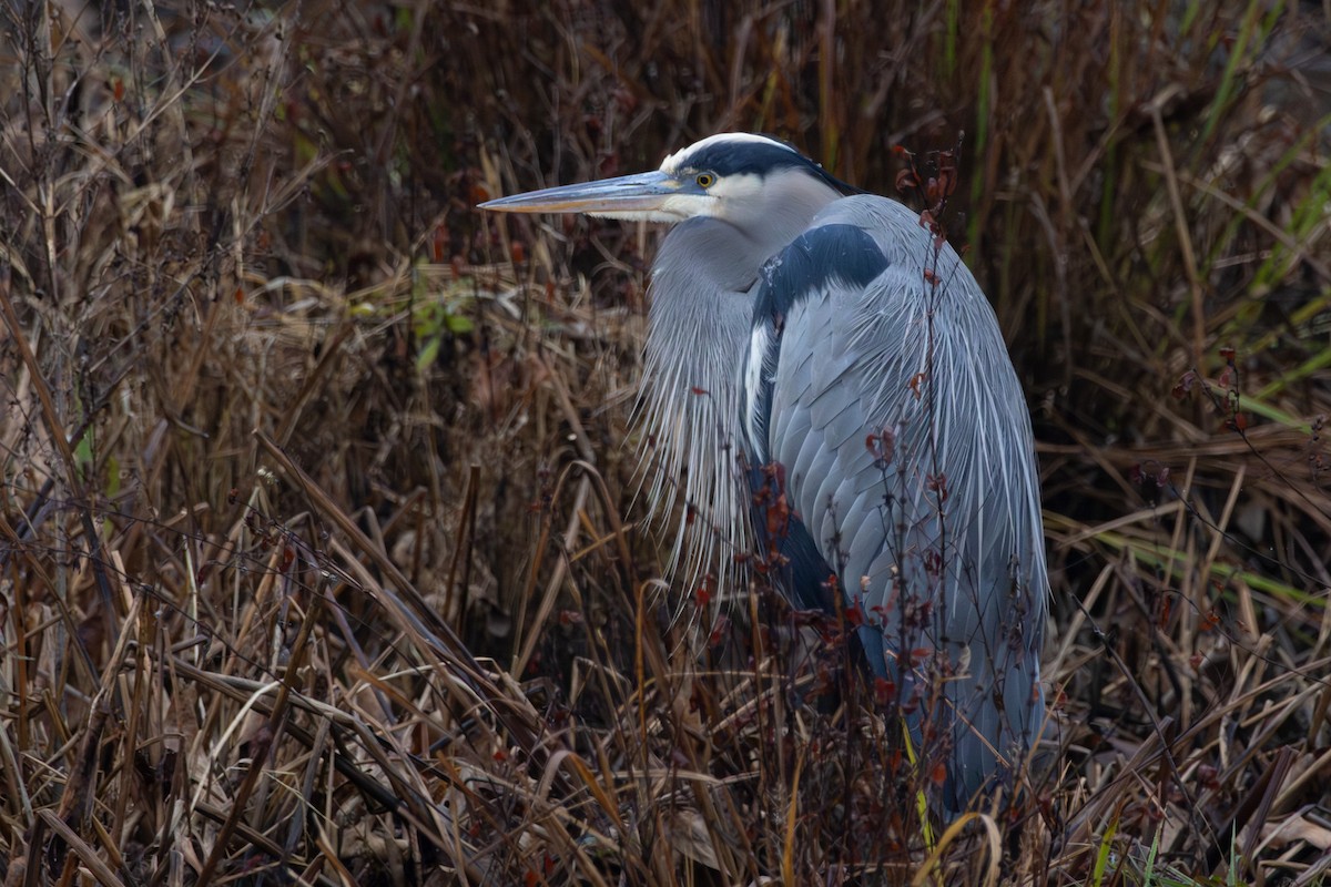 Great Blue Heron - ML646574827