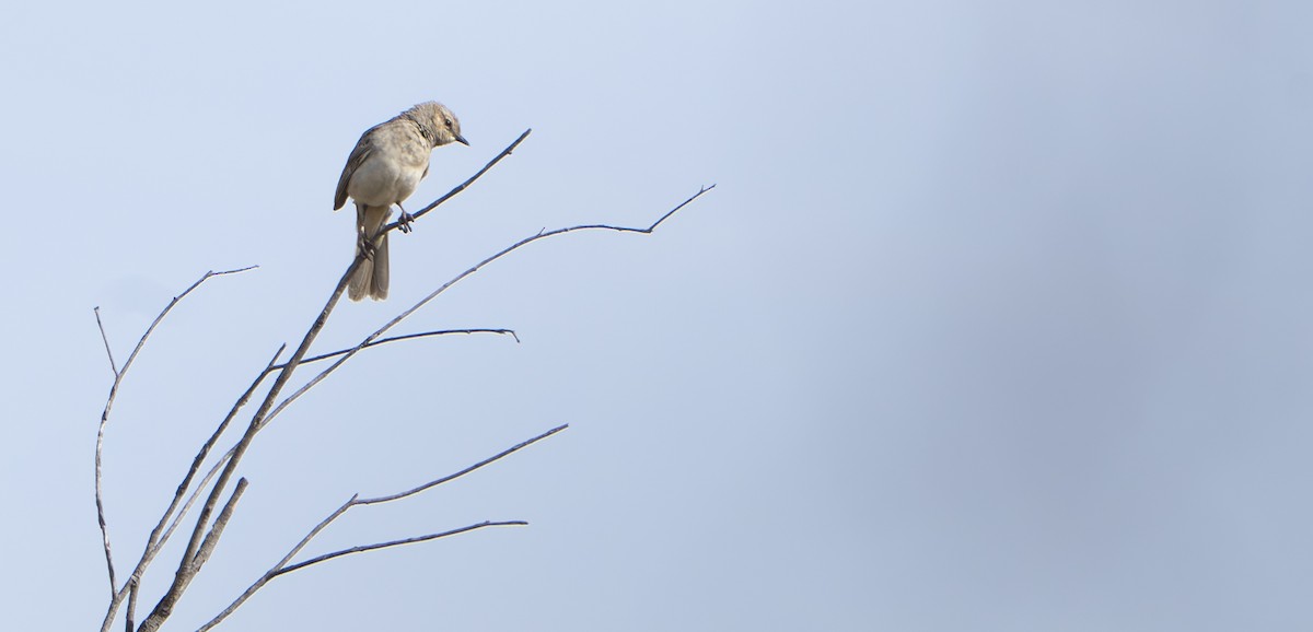 Rufous Songlark - ML646574828