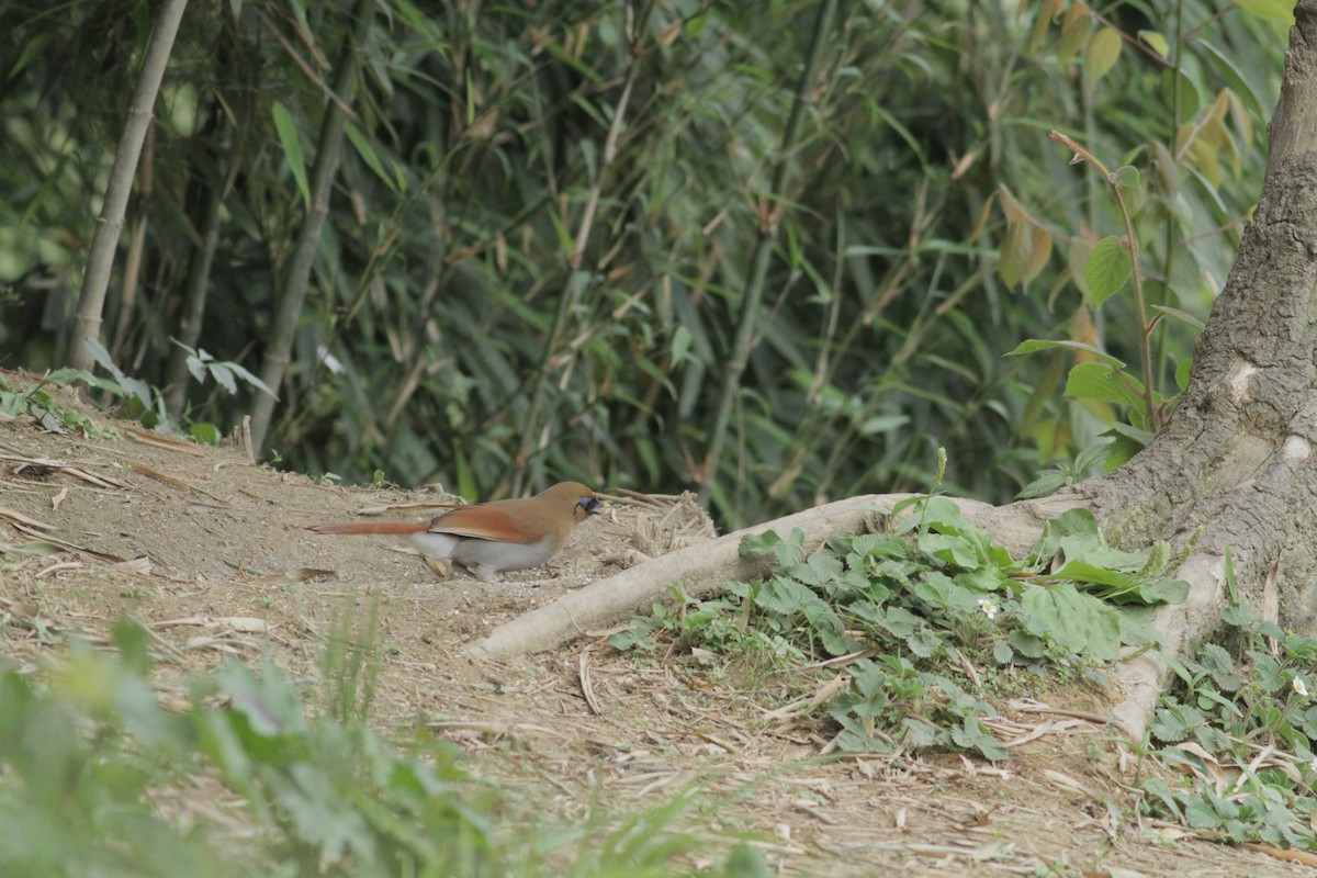 Buffy Laughingthrush - ML646574829
