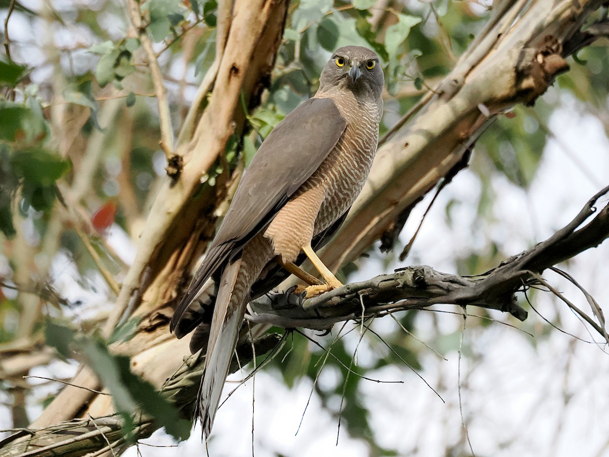 Brown Goshawk - ML646574830