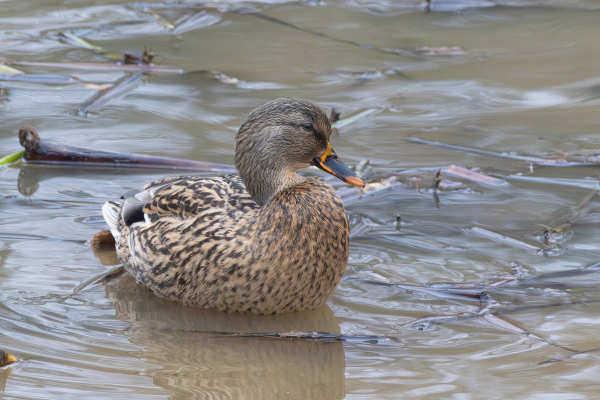 綠頭鴨 - ML646574831