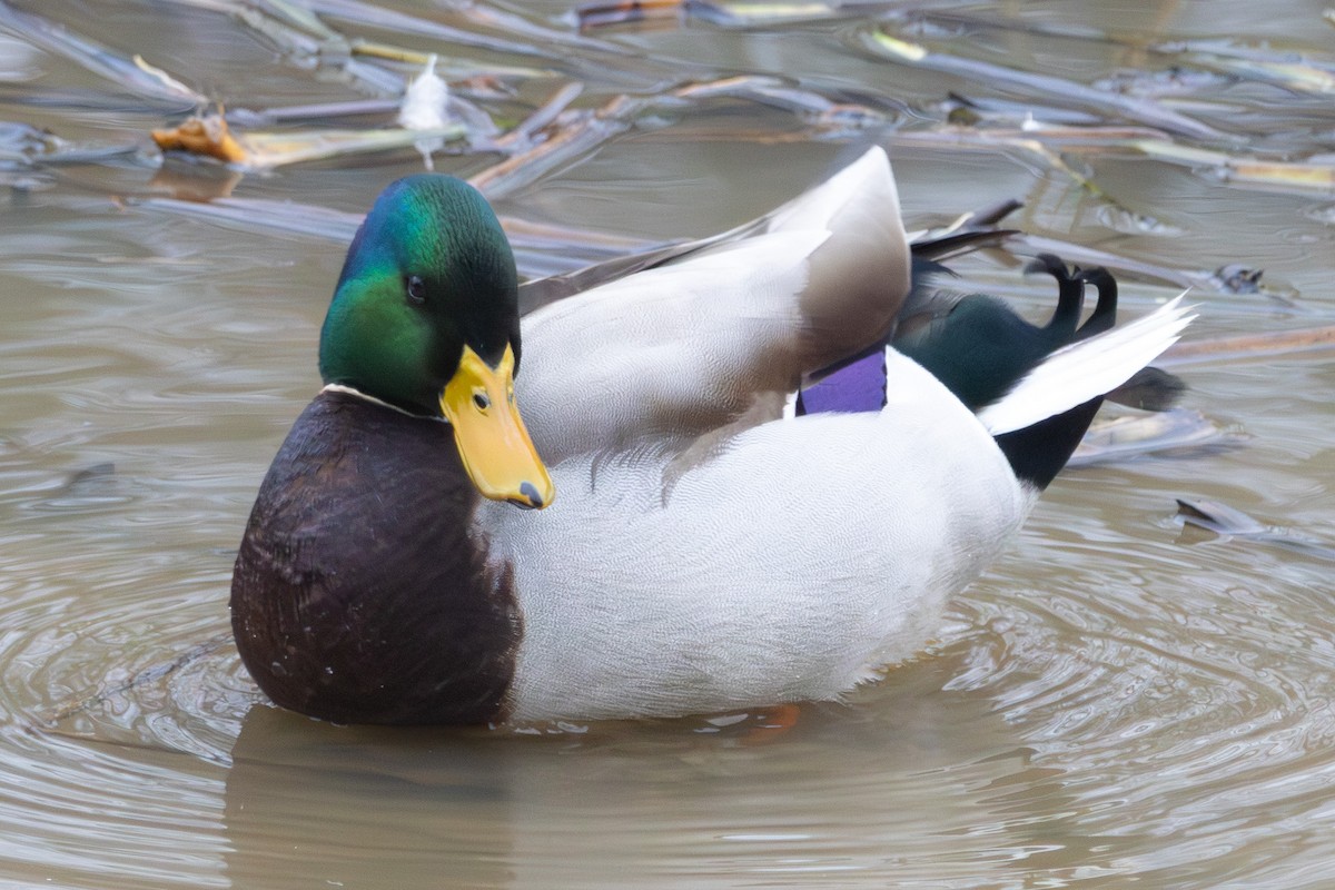 綠頭鴨 - ML646574832