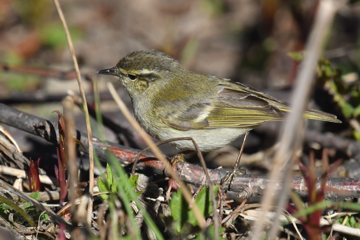 Sichuan Leaf Warbler - ML646574833
