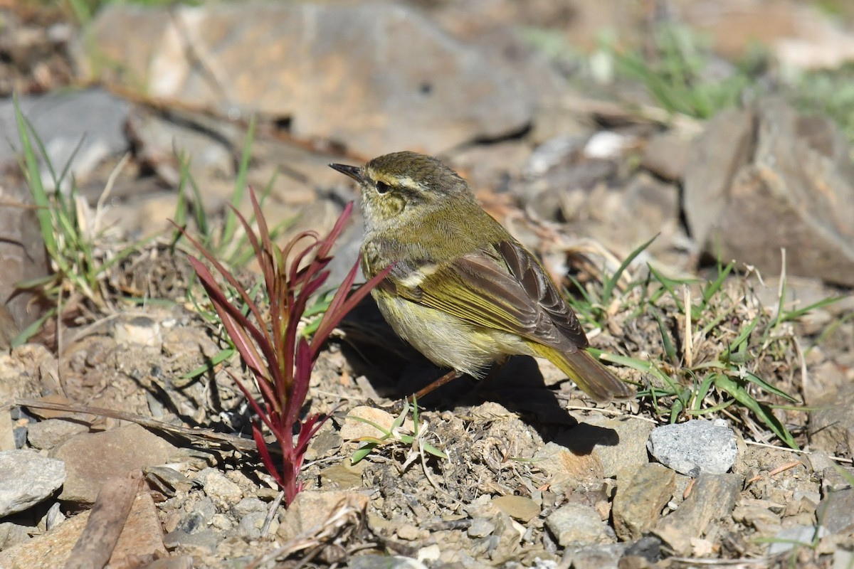Sichuan Leaf Warbler - ML646574834