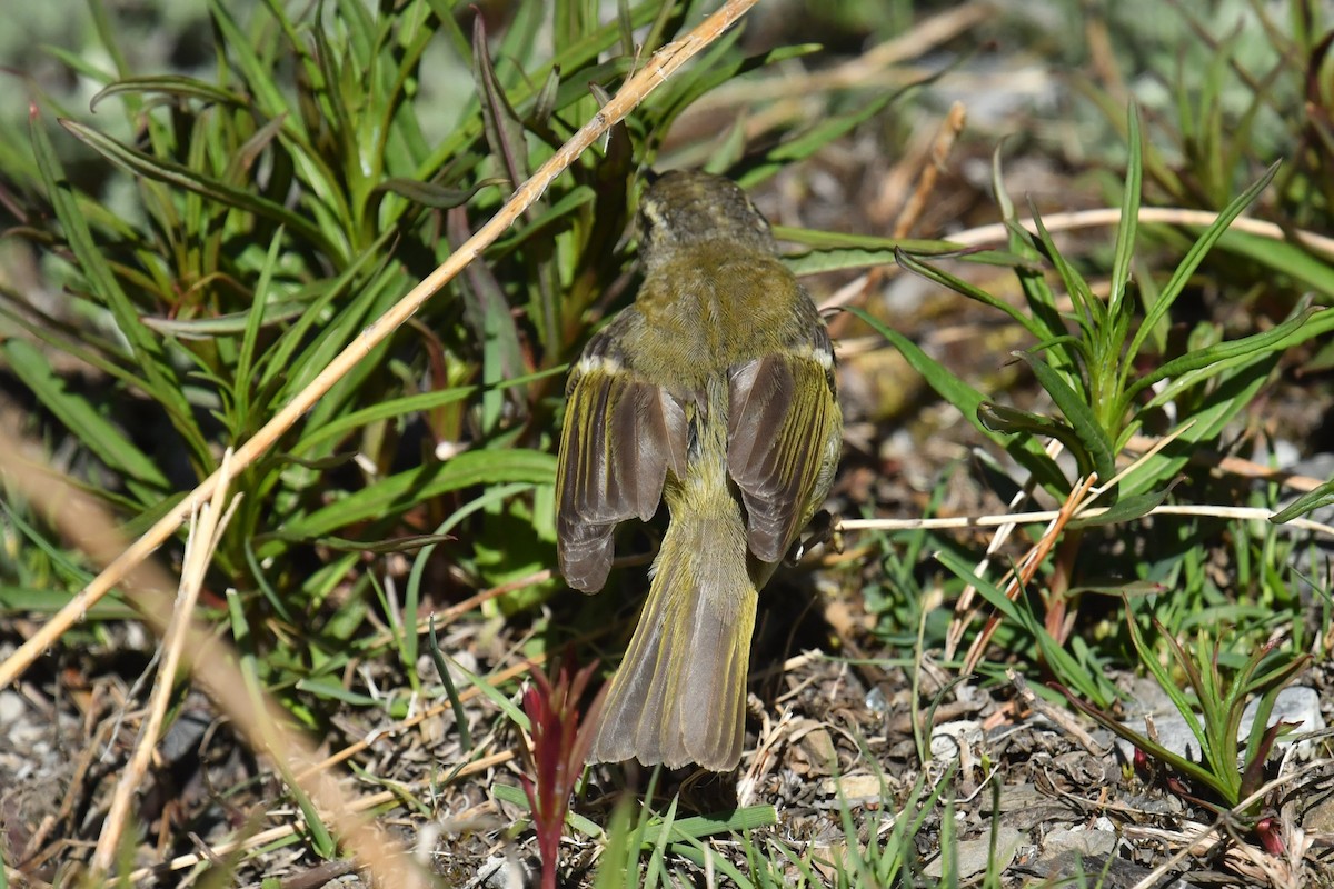 Sichuan Leaf Warbler - ML646574835