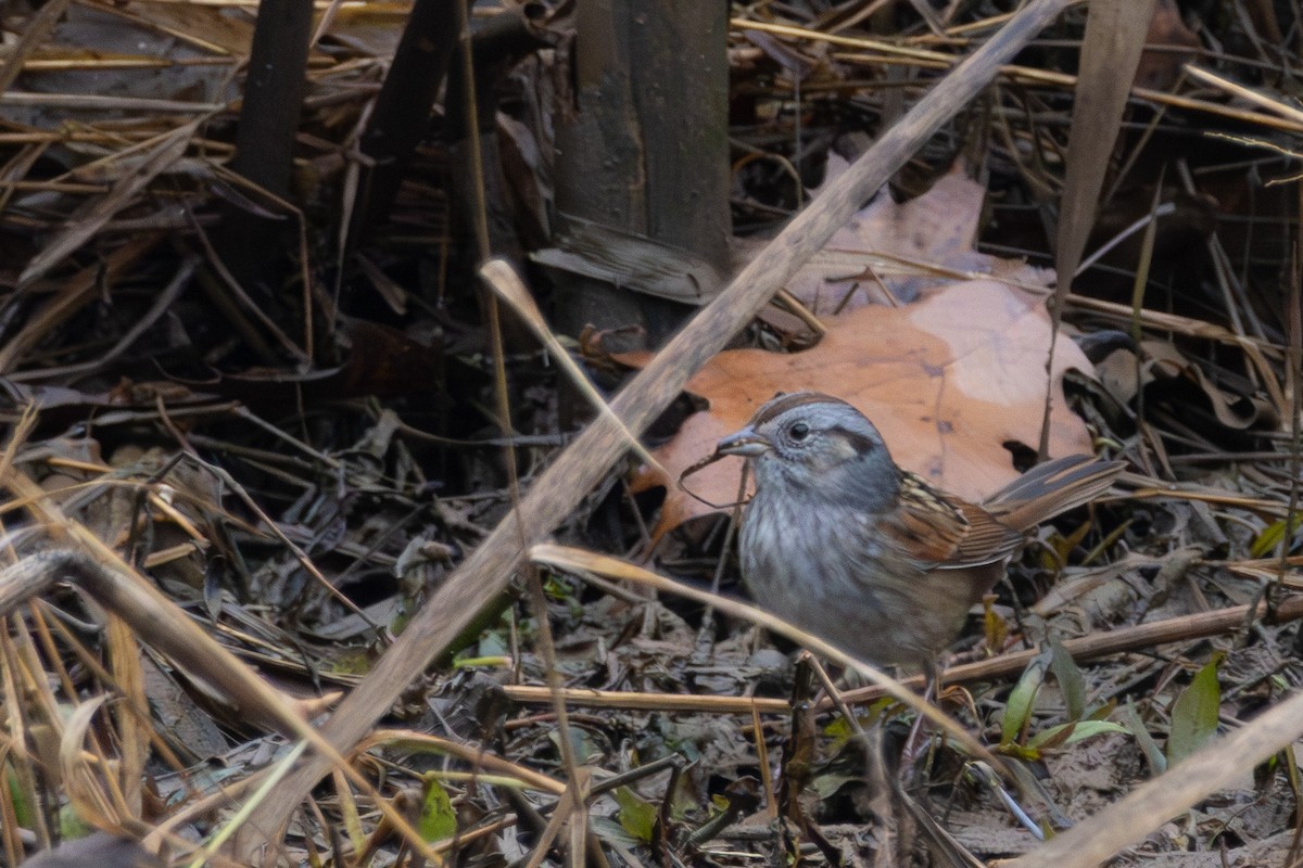 Swamp Sparrow - ML646574838