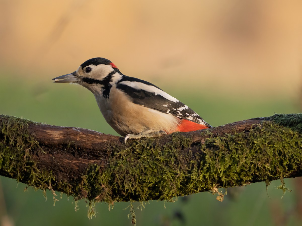 Great Spotted Woodpecker - ML646574839