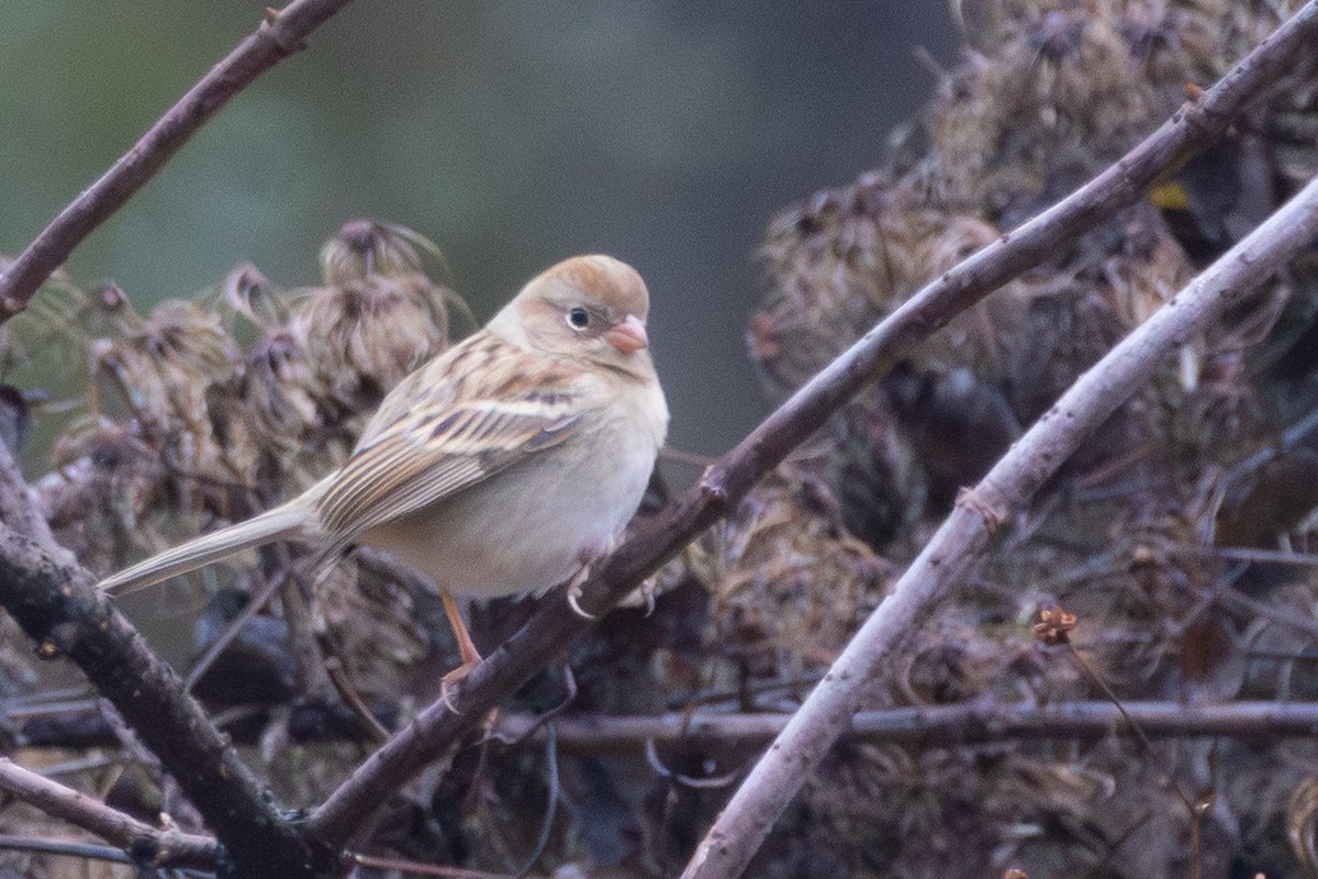Field Sparrow - ML646574840