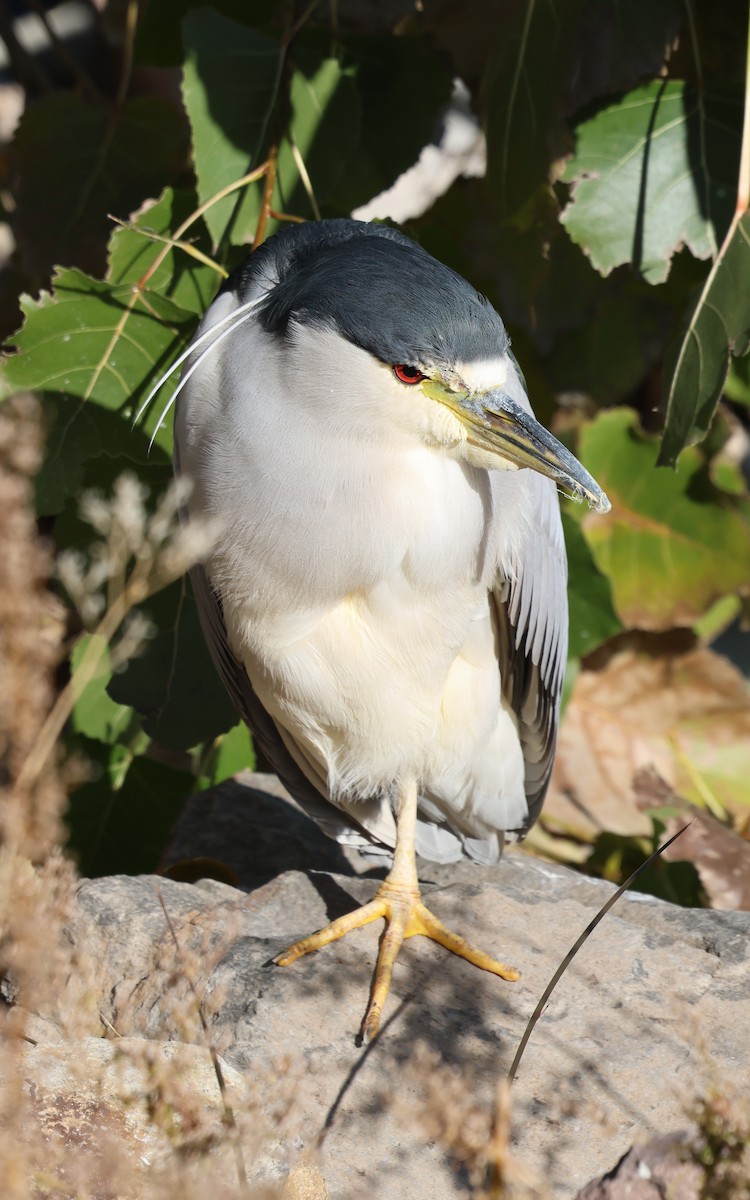 夜鷺 - ML646574841