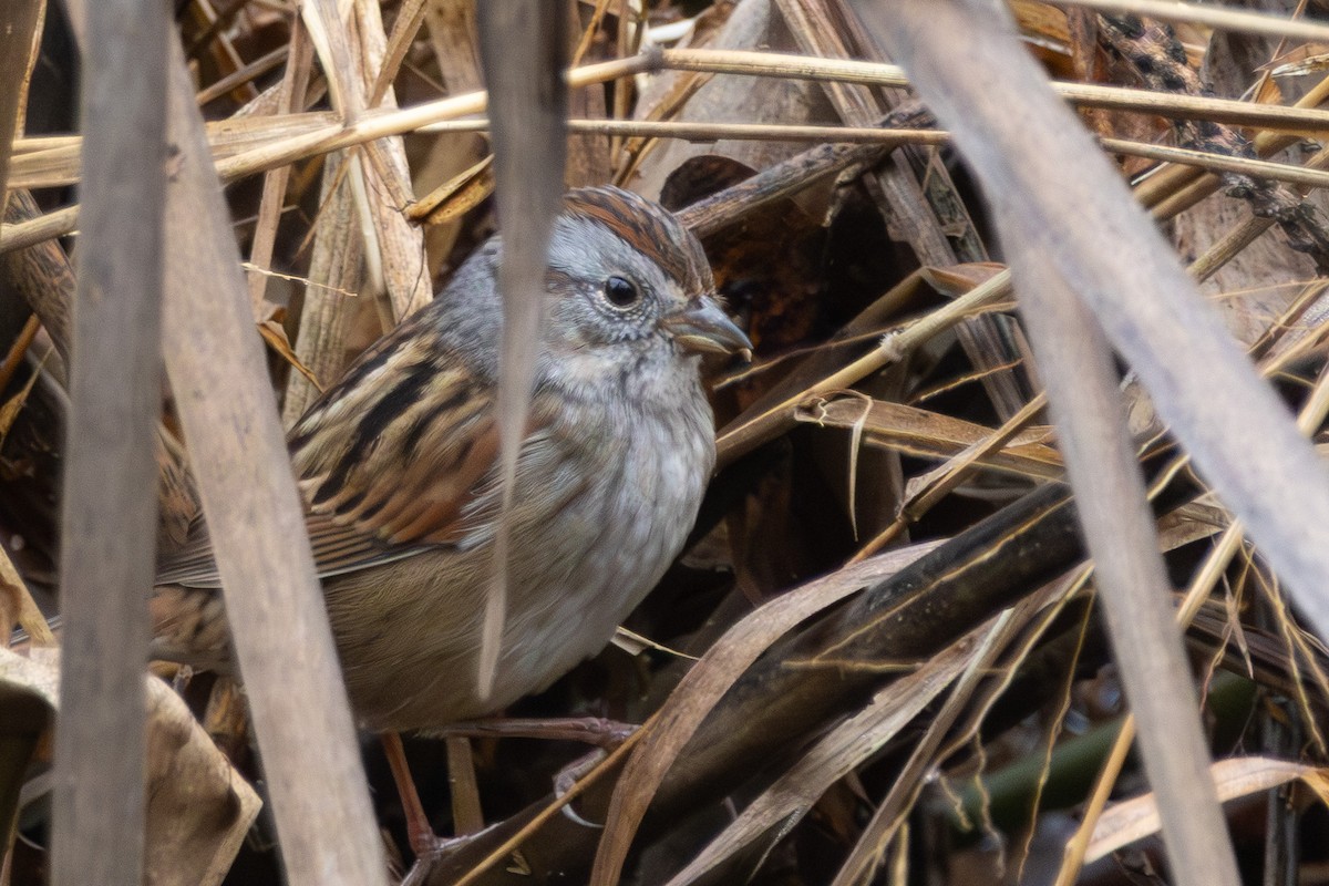 Swamp Sparrow - ML646574843