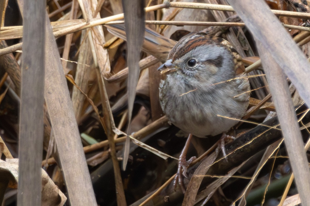 Swamp Sparrow - ML646574844
