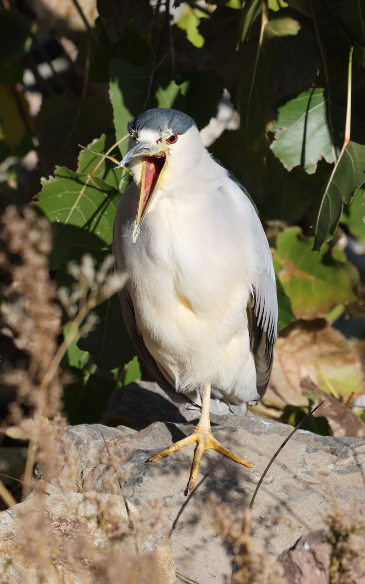 夜鷺 - ML646574845