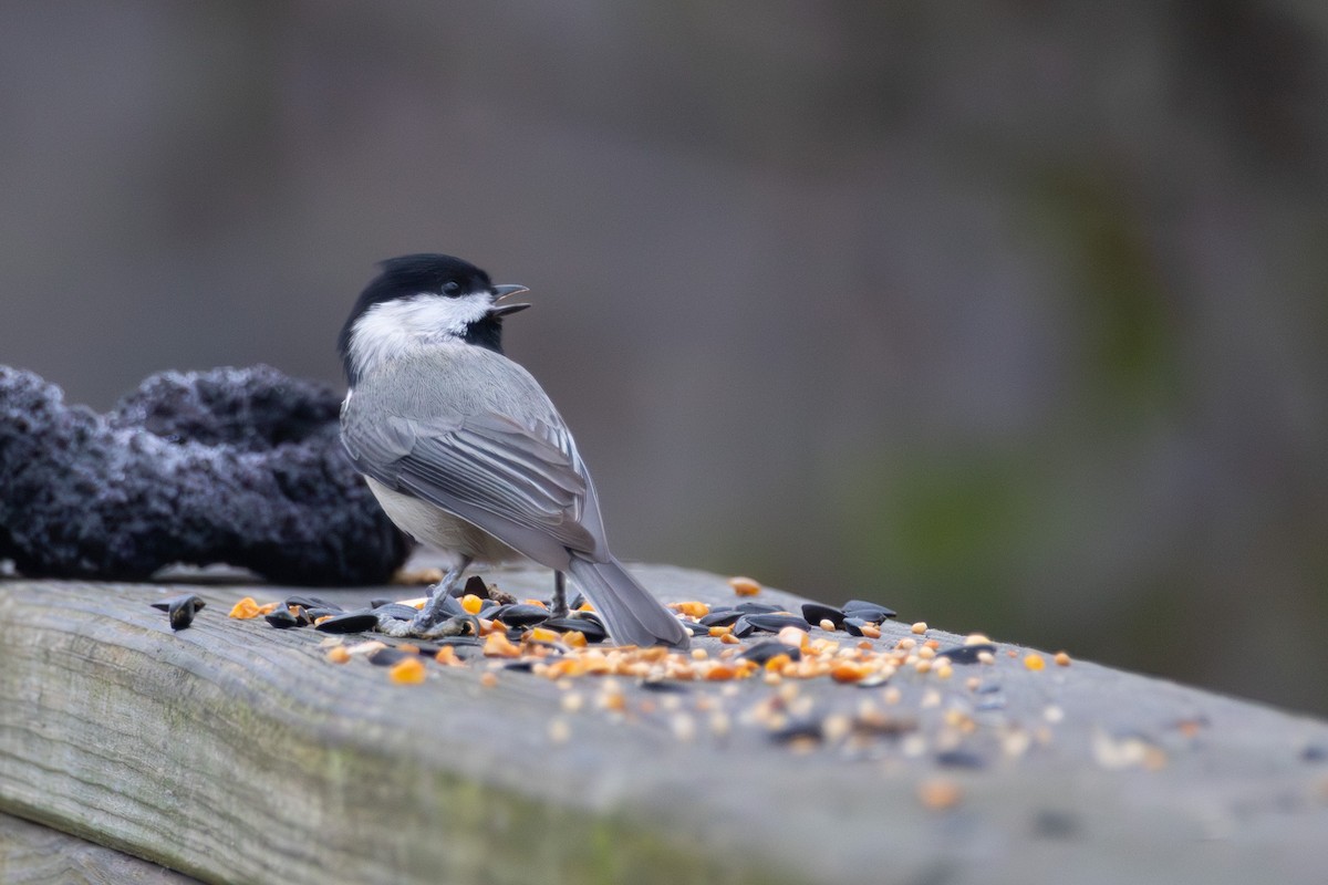 Carolina Chickadee - ML646574846