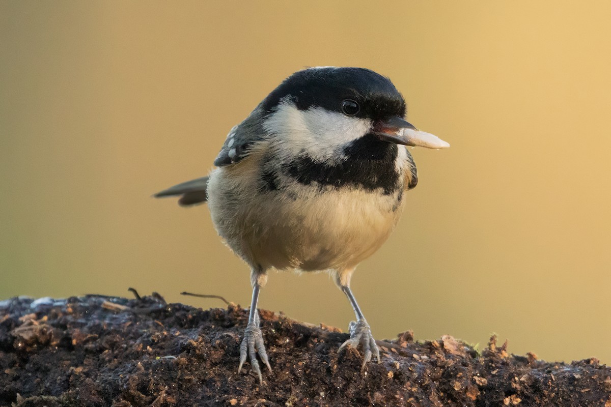 煤山雀 - ML646574847