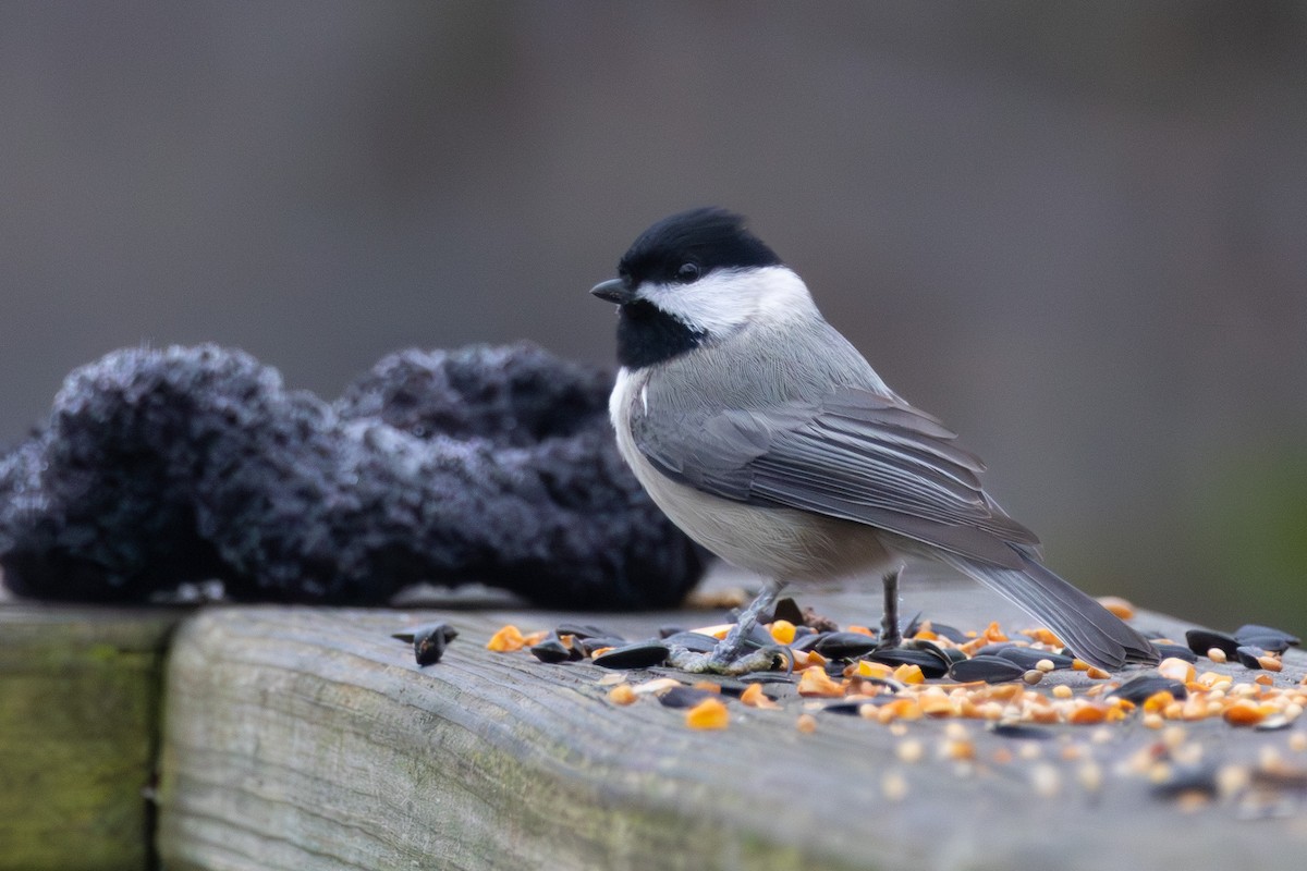 Carolina Chickadee - ML646574848