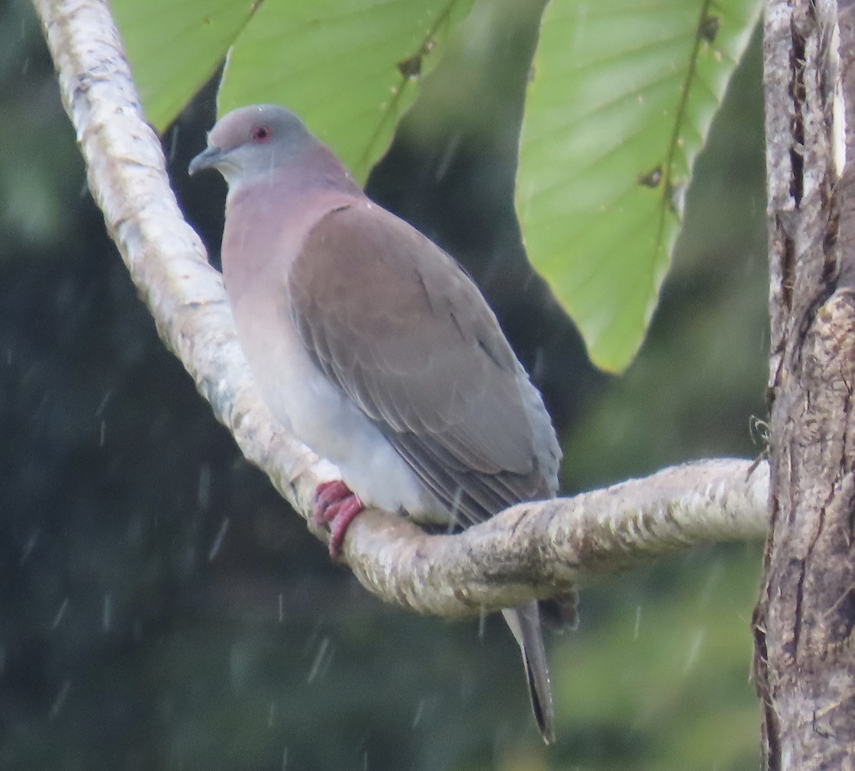 Pale-vented Pigeon - ML646574849