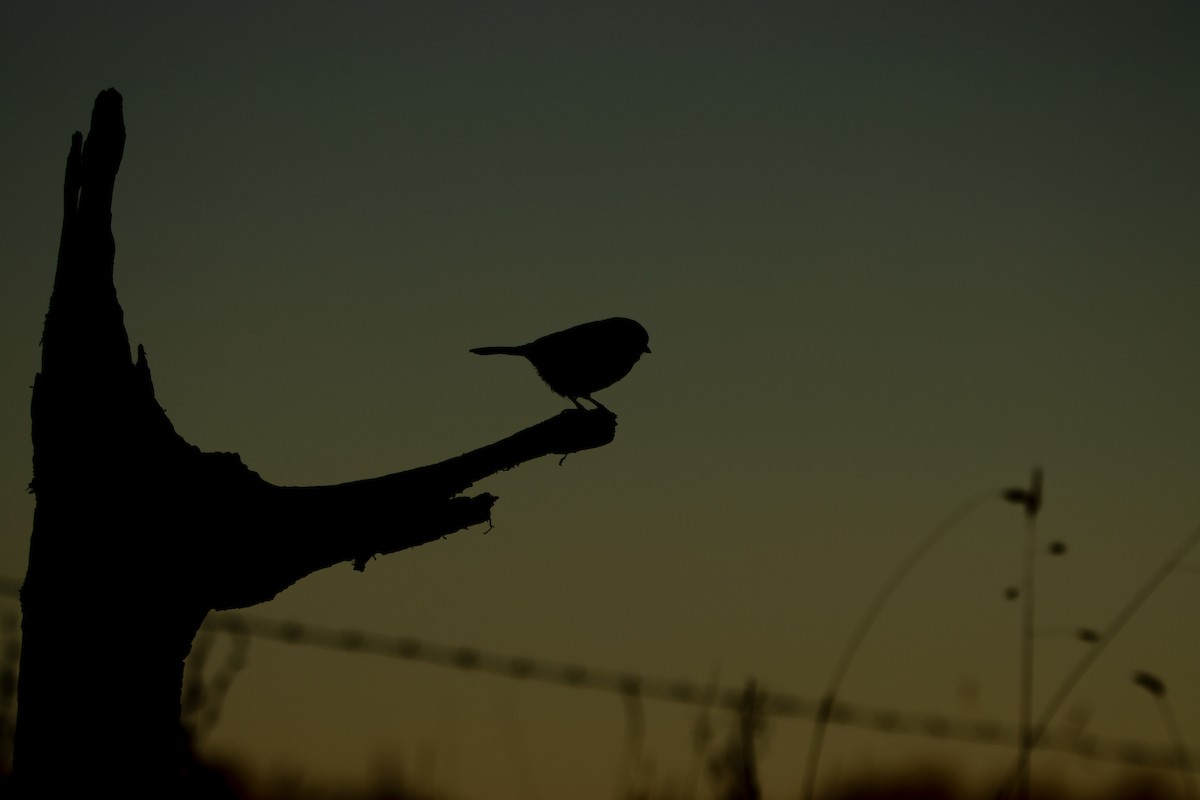 煤山雀 - ML646574850