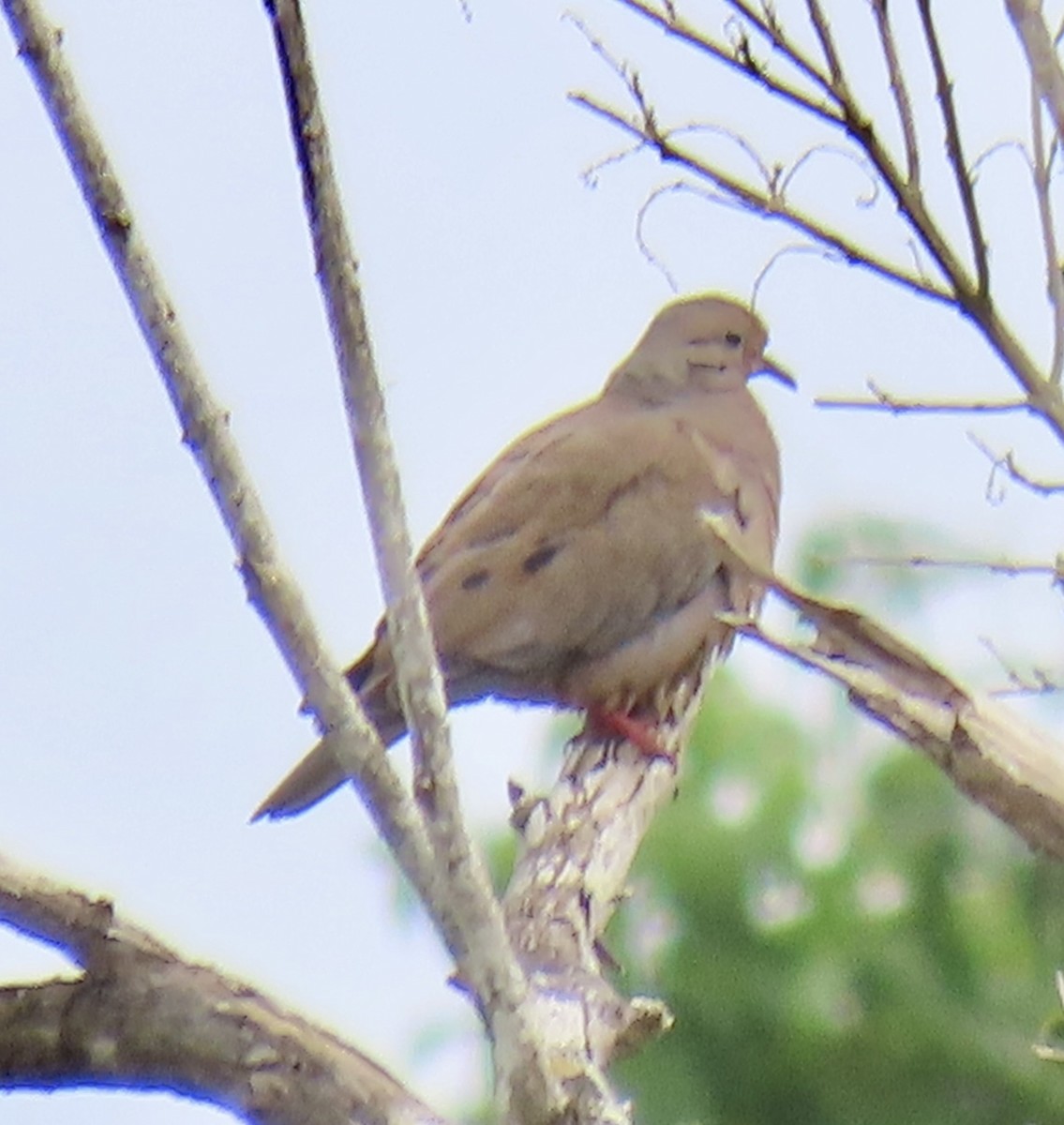 Eared Dove - ML646574853