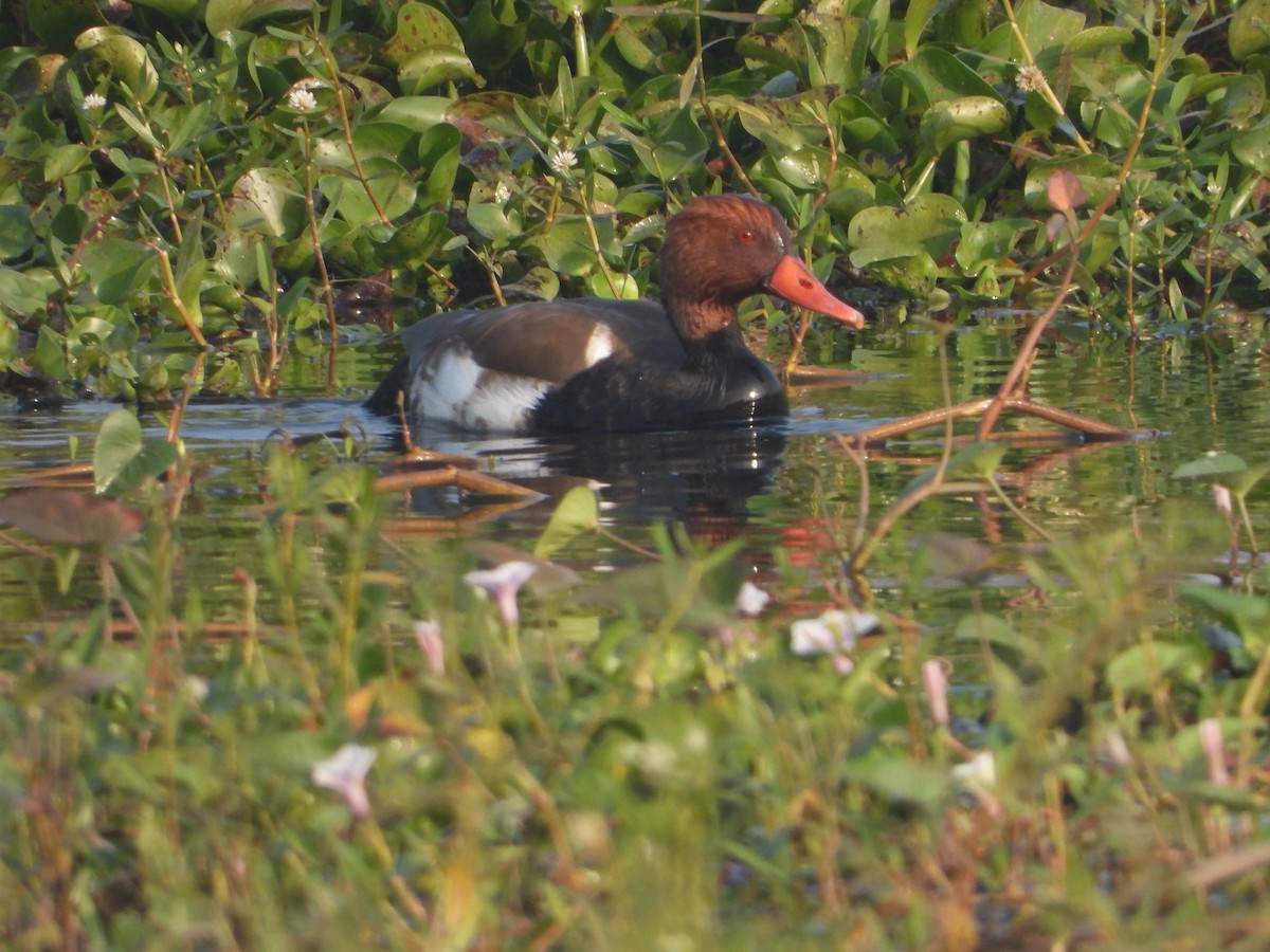 赤嘴潛鴨 - ML646574854