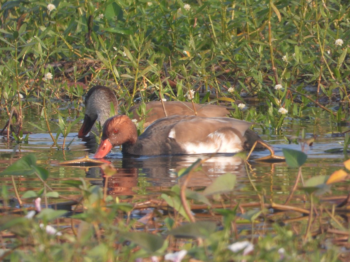 赤嘴潛鴨 - ML646574855