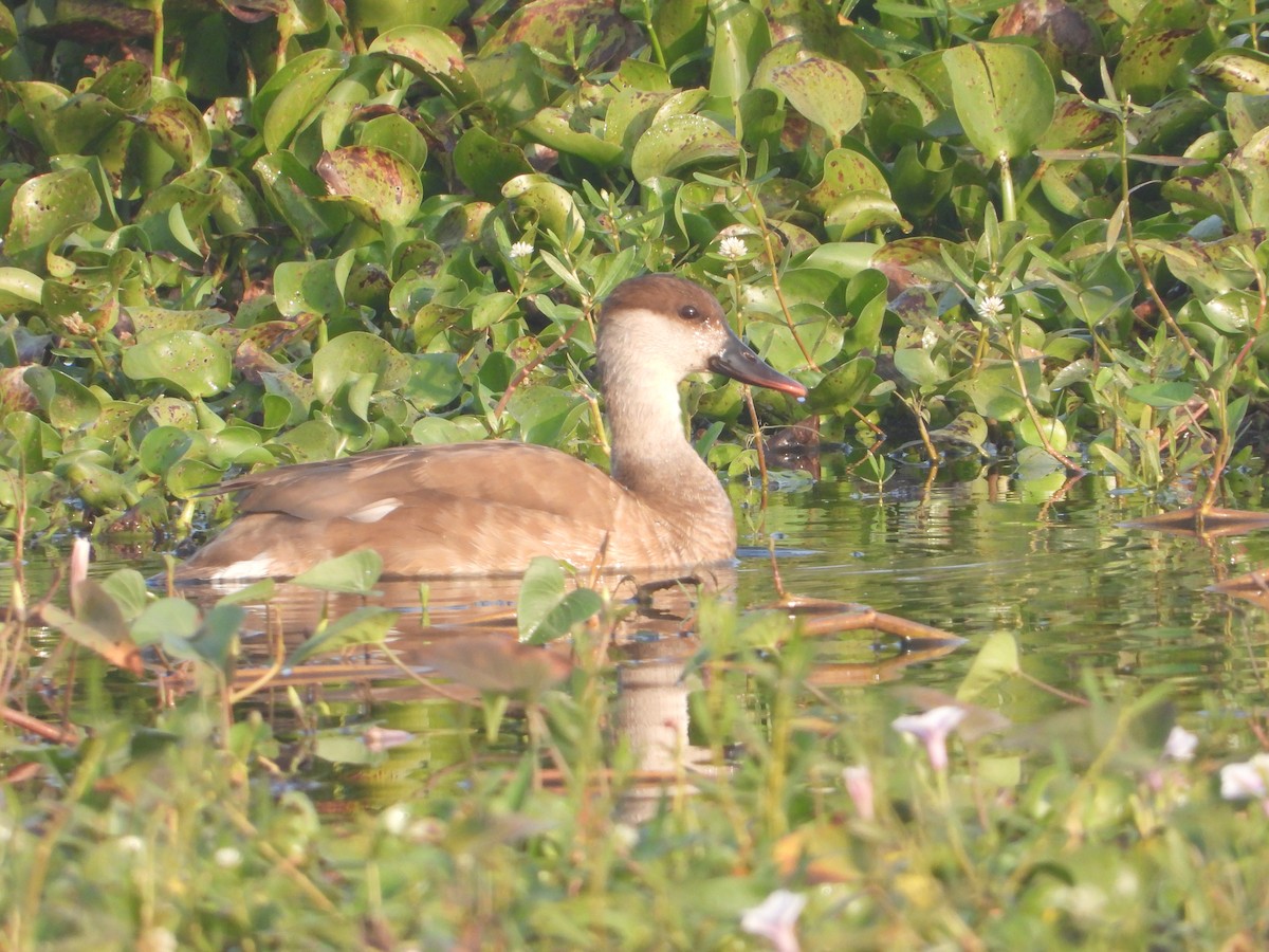 赤嘴潛鴨 - ML646574856