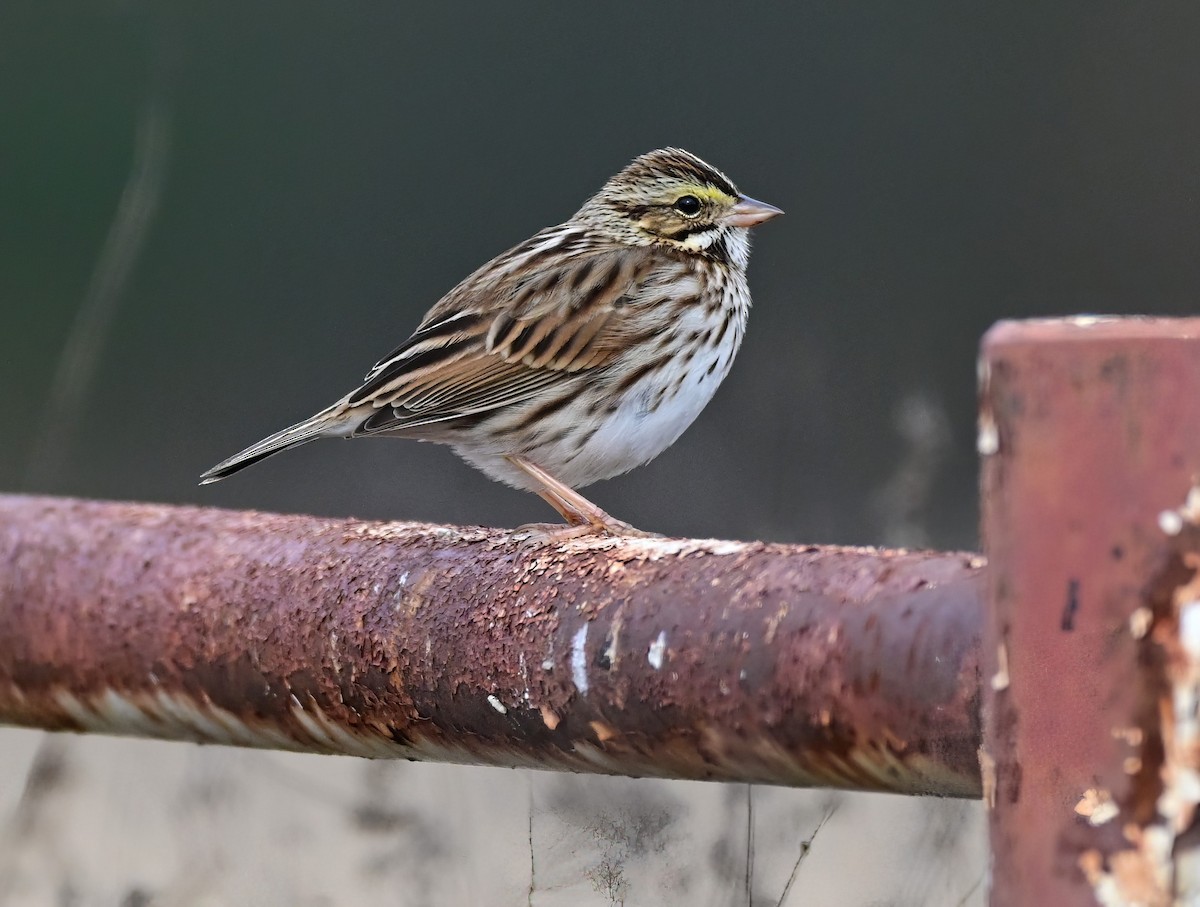 稀樹草鵐 - ML646574857