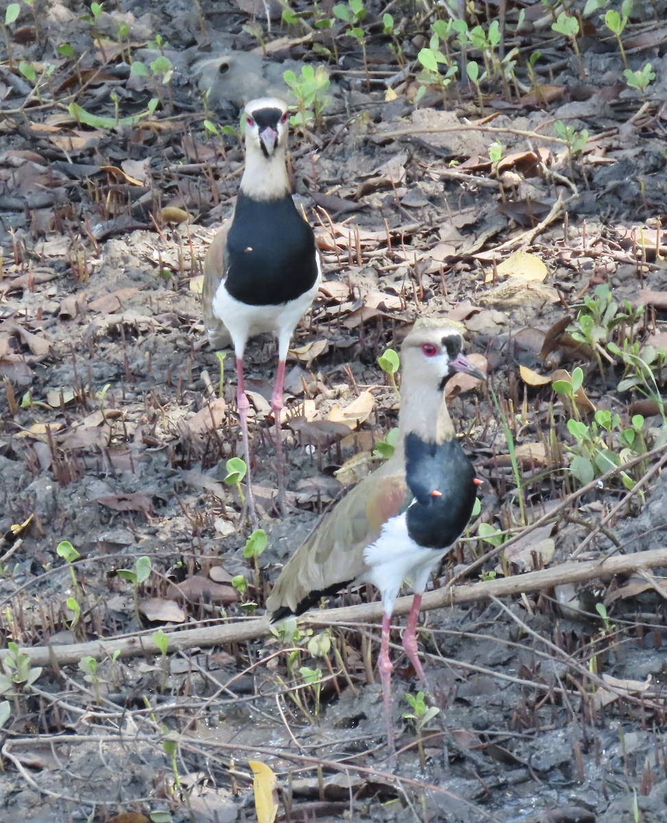 Southern Lapwing - ML646574859