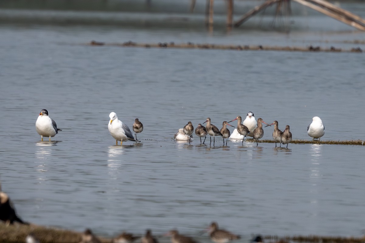 黑尾鷸 - ML646574866