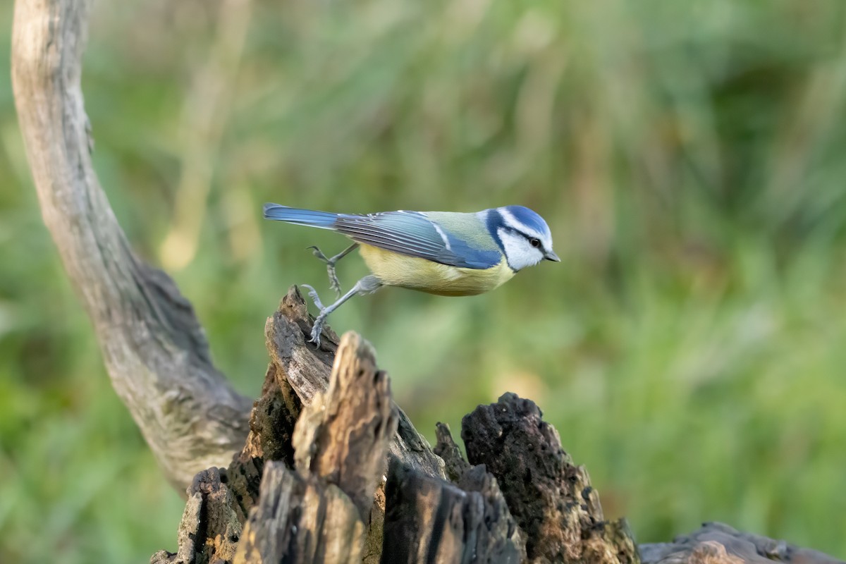 Amilotx urdin europarra - ML646574873