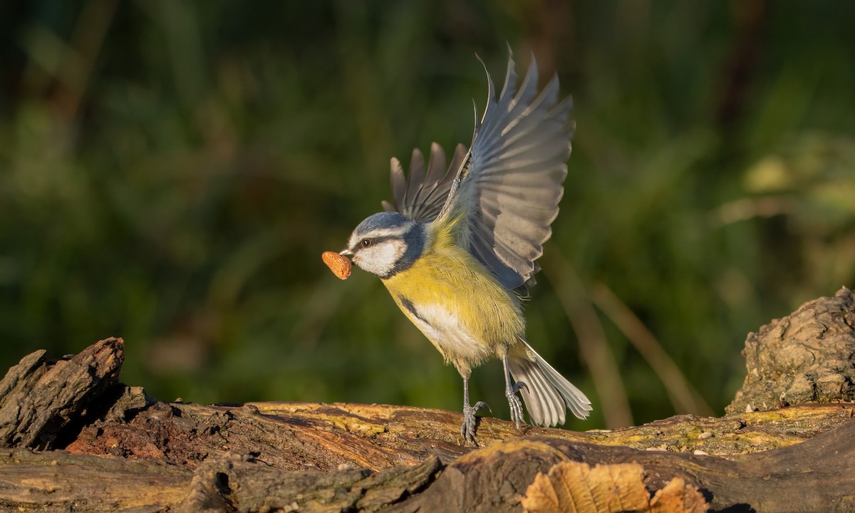 Amilotx urdin europarra - ML646574874