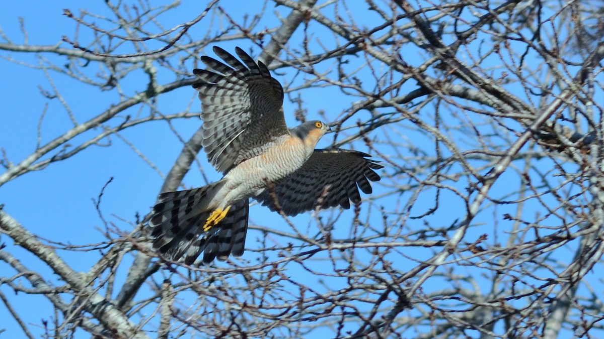 Яструб малий - ML646574875