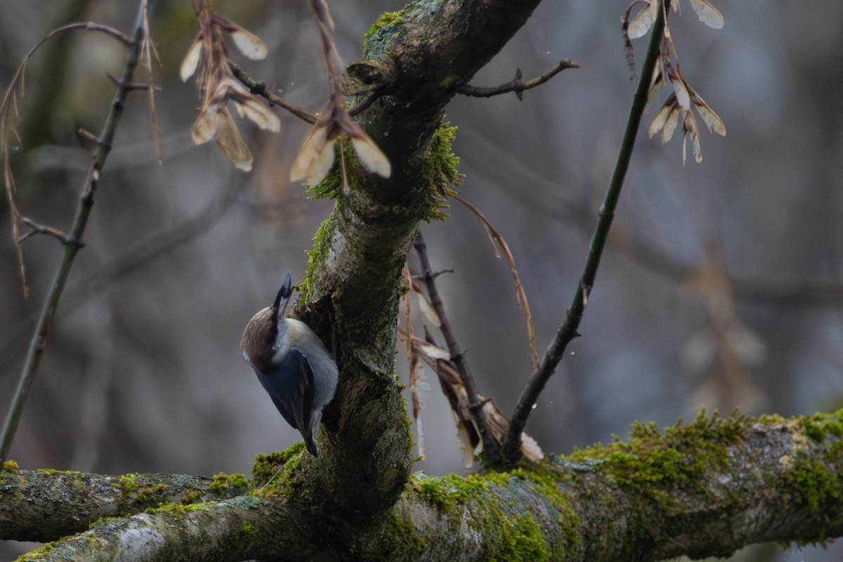 Sittelle à tête brune - ML646574876