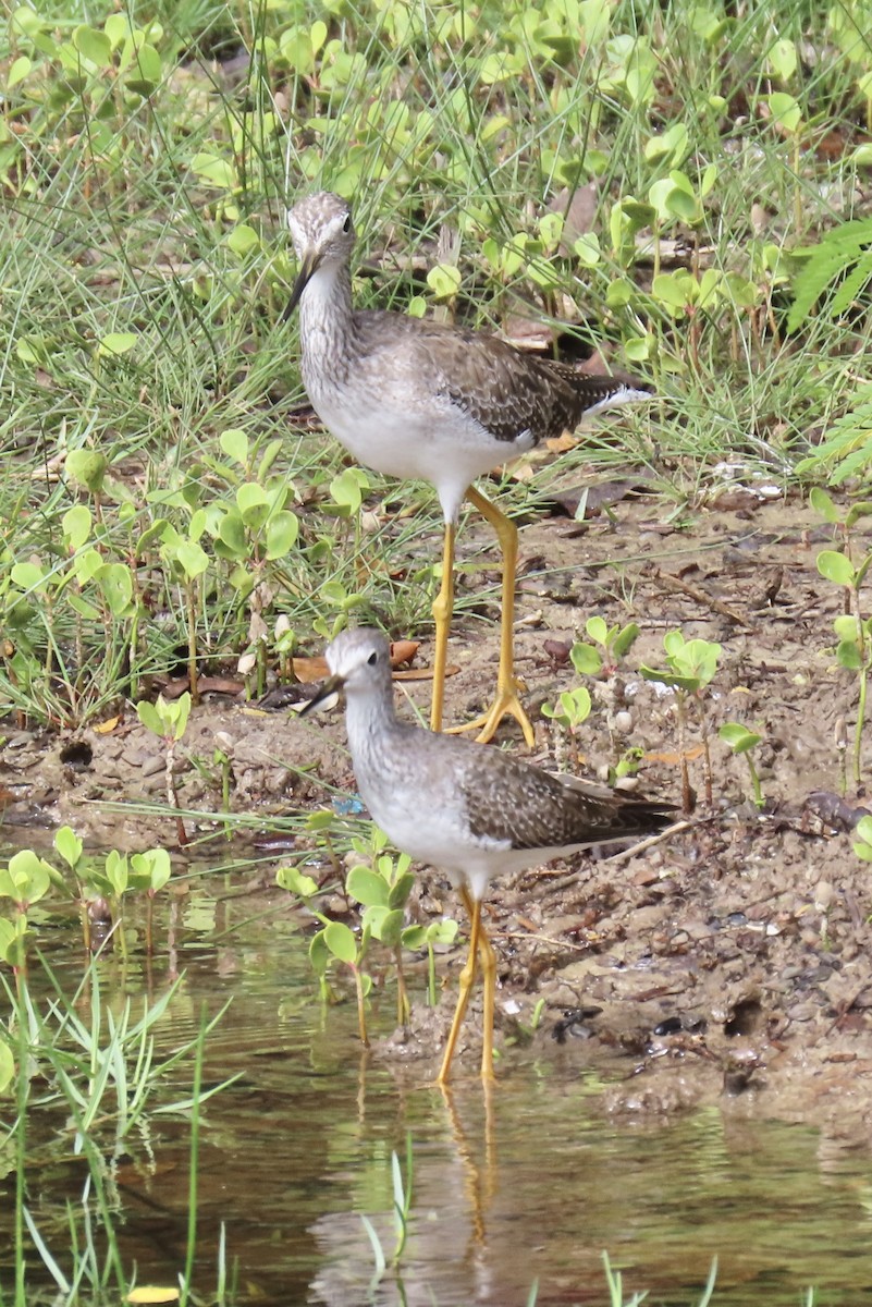 Lesser Yellowlegs - ML646574877