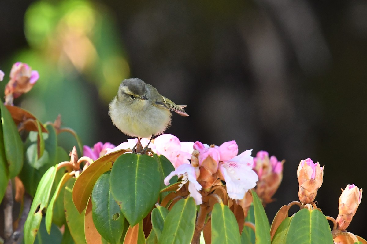Buff-barred Warbler - ML646574878