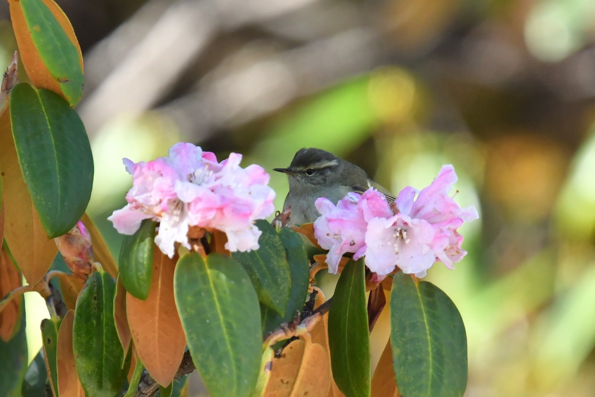 Buff-barred Warbler - ML646574879
