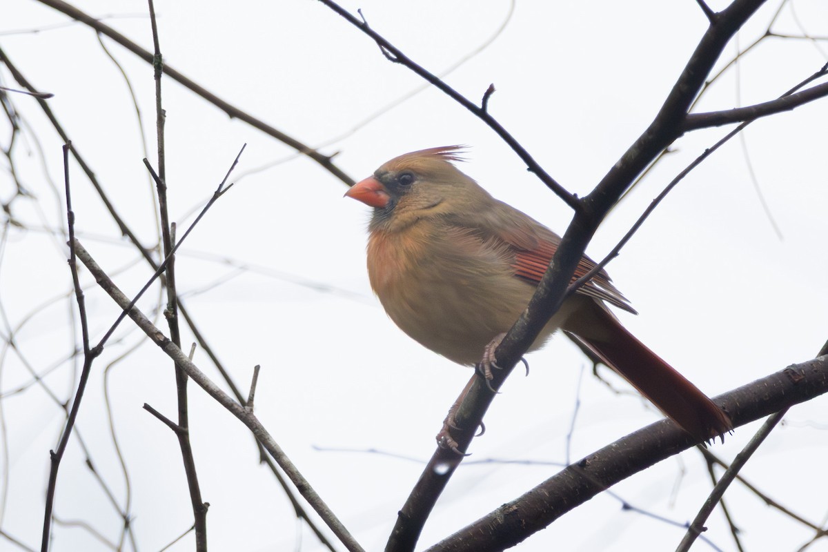 rødkardinal - ML646574880