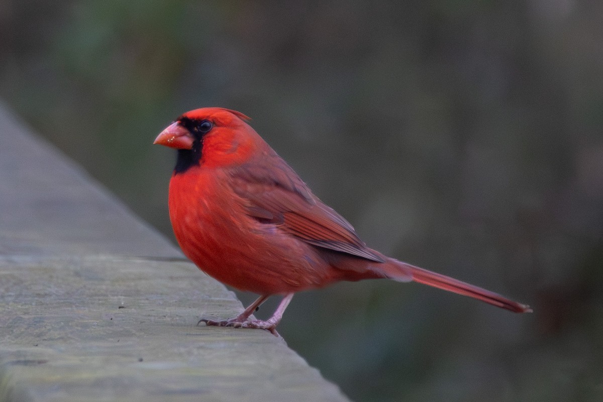 rødkardinal - ML646574881