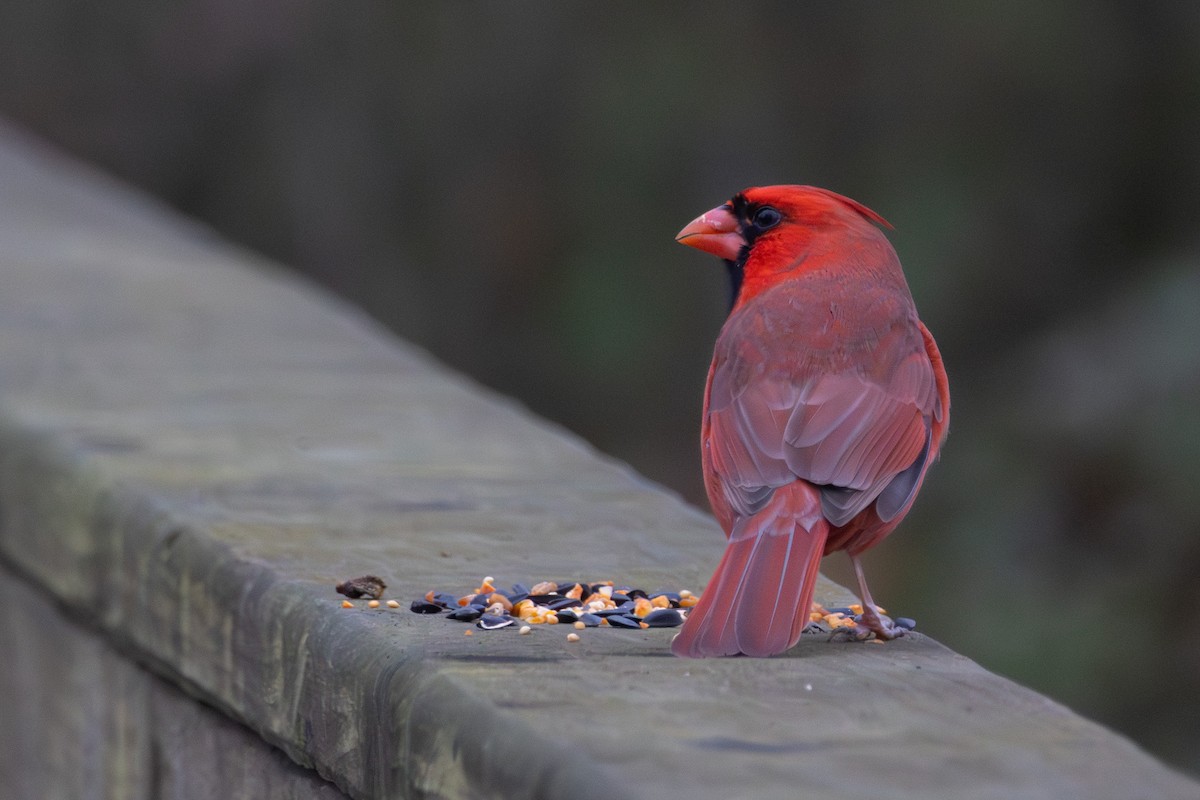 rødkardinal - ML646574882