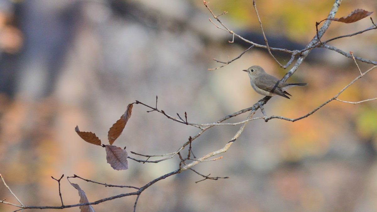 ニシオジロビタキ - ML646574885