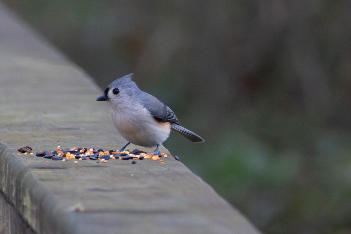 Американская гренадерка - ML646574887