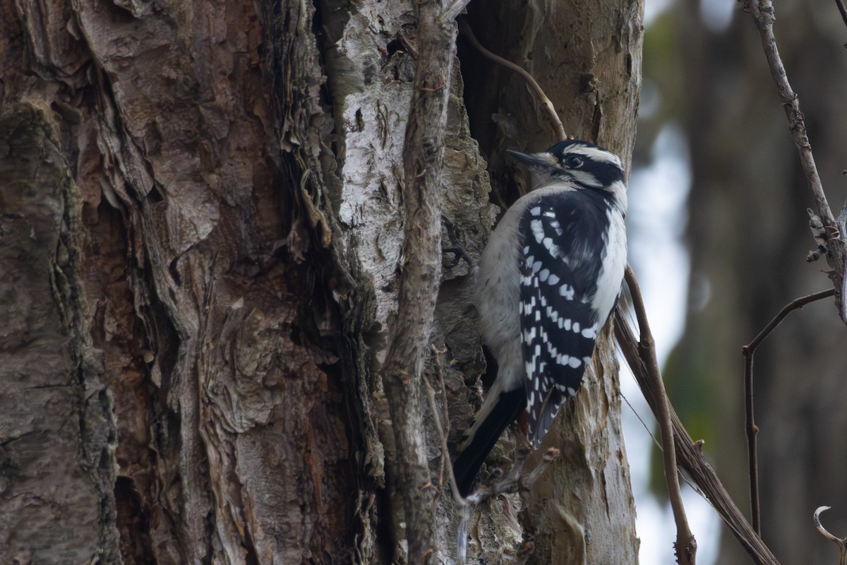 Downy Woodpecker - ML646574889