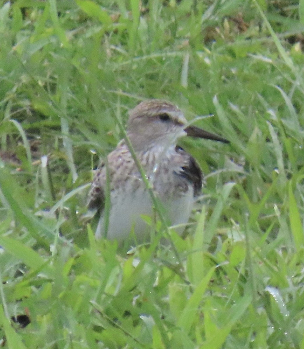 Ak Sokumlu Kumkuşu - ML646574891